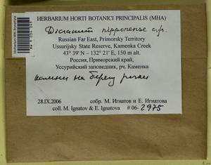 Dicranum nipponense Besch., Bryophytes, Bryophytes - Russian Far East (excl. Chukotka & Kamchatka) (B20) (Russia)