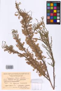 Tamarix laxa Willd., Eastern Europe, Lower Volga region (E9) (Russia)