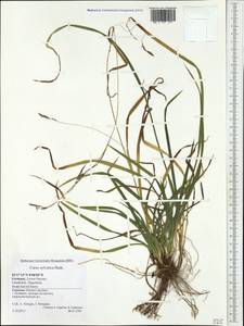 Carex sylvatica Huds., Western Europe (EUR) (Germany)