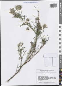 Astragalus cornutus Pall., Eastern Europe, Middle Volga region (E8) (Russia)