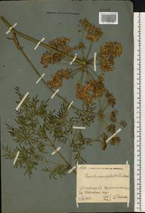 Thysselinum palustre (L.) Hoffm., Eastern Europe, Moscow region (E4a) (Russia)