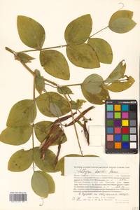 Lathyrus davidii Hance, Siberia, Russian Far East (S6) (Russia)