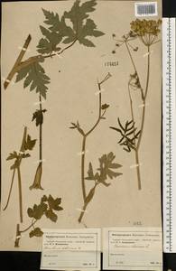 Heracleum sphondylium subsp. sibiricum (L.) Simonk., Eastern Europe, Moscow region (E4a) (Russia)