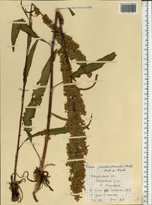 Rumex pseudonatronatus (Borbás) Borbás ex Murb., Eastern Europe, Central forest region (E5) (Russia)