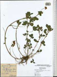 Trifolium hybridum L., Eastern Europe, Central region (E4) (Russia)