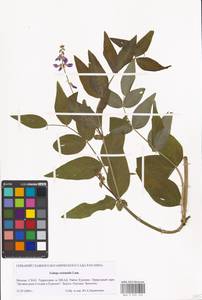 Galega orientalis Lam., Eastern Europe, Moscow region (E4a) (Russia)