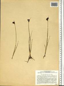 Juncus castaneus Sm., Siberia, Altai & Sayany Mountains (S2) (Russia)