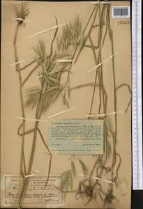 Bromus oxyodon Schrenk, Middle Asia, Western Tian Shan & Karatau (M3) (Kazakhstan)