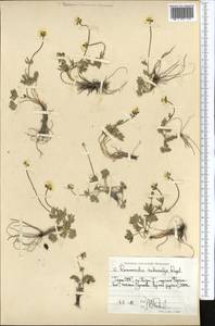 Ranunculus rubrocalyx Regel ex Kom., Middle Asia, Pamir & Pamiro-Alai (M2) (Tajikistan)