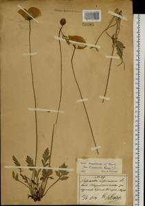 Papaver croceum subsp. chinense (Regel) Rändel, Siberia, Russian Far East (S6) (Russia)