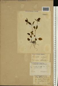 Prunella vulgaris L., Eastern Europe, Volga-Kama region (E7) (Russia)