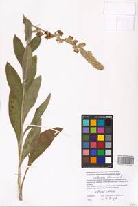 MHA 0 159 049, Verbascum phlomoides L., Eastern Europe, South Ukrainian region (E12) (Ukraine)
