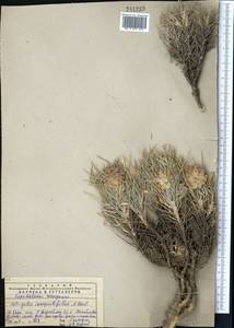 Astragalus inaequalifolius Basilevsk., Middle Asia, Western Tian Shan & Karatau (M3) (Kazakhstan)