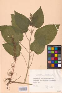 MHA 0 156 061, Stachys sylvatica L., Eastern Europe, Central forest-and-steppe region (E6) (Russia)