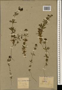 Galium tricornutum Dandy, Caucasus (no precise locality) (K0)