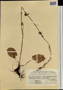 Rumex arifolius All., Siberia, Chukotka & Kamchatka (S7) (Russia)