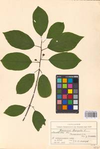 Frangula alnus Mill., Eastern Europe, Moscow region (E4a) (Russia)