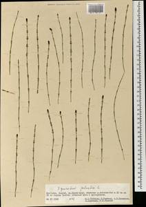 Equisetum palustre L., Mongolia (MONG) (Mongolia)