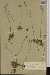 Noccaea fendleri subsp. glauca (A. Nelson) Al-Shehbaz & M. Koch, Western Europe (EUR) (Czech Republic)