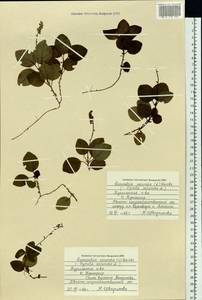 Orthilia secunda (L.) House, Siberia, Russian Far East (S6) (Russia)