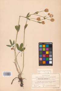 Trifolium montanum L., Eastern Europe, North Ukrainian region (E11) (Ukraine)