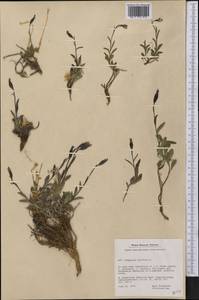 Melanocalyx uniflora (L.) Morin, America (AMER) (Greenland)
