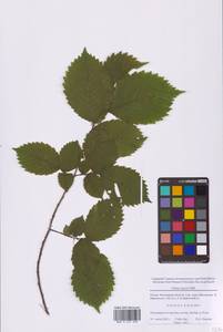 Ulmus laevis Pall., Eastern Europe, Moscow region (E4a) (Russia)