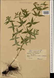 Galium valantioides M.Bieb., Caucasus, Krasnodar Krai & Adygea (K1a) (Russia)