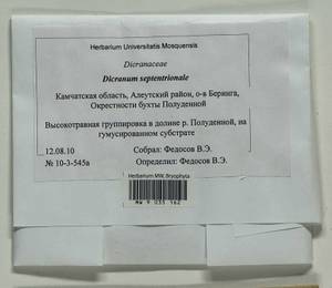 Dicranum septentrionale Tubanova & Ignatova, Bryophytes, Bryophytes - Chukotka & Kamchatka (B21) (Russia)