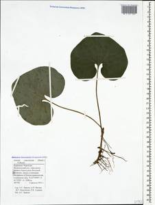 Asarum europaeum subsp. caucasicum (Duchartre) Soó, Caucasus, Stavropol Krai, Karachay-Cherkessia & Kabardino-Balkaria (K1b) (Russia)