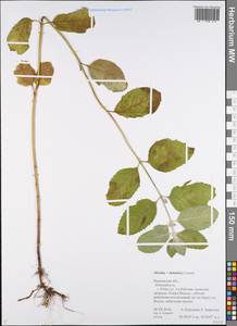 Mentha × dalmatica Tausch, Eastern Europe, Central forest region (E5) (Russia)