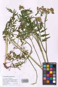 Silphiodaucus prutenicus subsp. prutenicus, Eastern Europe, Central region (E4) (Russia)