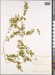 Vicia cassubica L., Caucasus, Abkhazia (K4a) (Abkhazia)