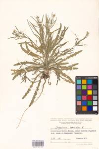 Erysimum repandum L., Eastern Europe, Moscow region (E4a) (Russia)