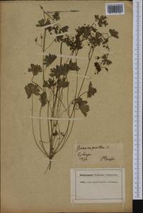 Geranium pusillum L., Western Europe (EUR) (Germany)