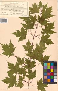 Acer tschonoskii Maxim., Siberia, Russian Far East (S6) (Russia)