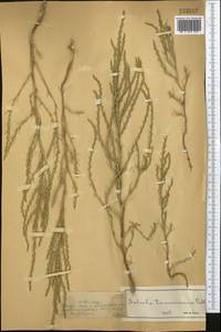 Salsola tamariscina Pall., Middle Asia, Muyunkumy, Balkhash & Betpak-Dala (M9) (Kazakhstan)