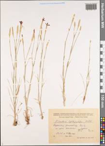 Dianthus leptopetalus Willd., Middle Asia, Caspian Ustyurt & Northern Aralia (M8) (Kazakhstan)