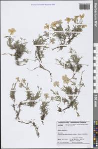 Phlox sibirica L., Siberia, Central Siberia (S3) (Russia)