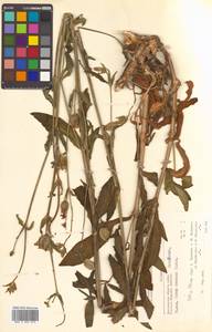 Silene latifolia subsp. alba (Mill.) Greuter & Burdet, Siberia, Chukotka & Kamchatka (S7) (Russia)