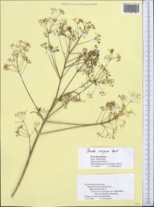 Ferula caspica M.Bieb., Middle Asia, Caspian Ustyurt & Northern Aralia (M8) (Kazakhstan)