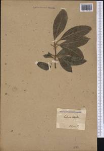 Kalmia latifolia L., America (AMER) (Russia)