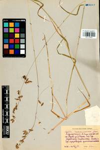 Melica turczaninowiana Ohwi, Siberia, Baikal & Transbaikal region (S4) (Russia)
