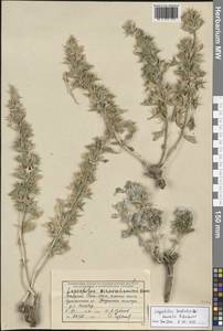 Lagochilus hindukushi Kamelin & Gubanov, Middle Asia, Western Tian Shan & Karatau (M3) (Uzbekistan)