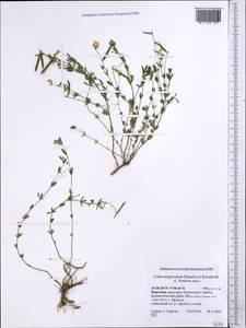 Lotus krylovii Schischkin & Serg., Middle Asia, Western Tian Shan & Karatau (M3) (Kyrgyzstan)