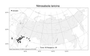 Nitrosalsola laricina (Pall.) Theodorova, Atlas of the Russian Flora (FLORUS) (Russia)