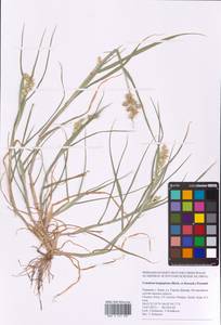 Cenchrus longispinus (Hack.) Fernald, Eastern Europe, North Ukrainian region (E11) (Ukraine)