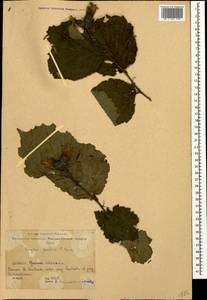 Corylus avellana var. pontica (K.Koch) H.J.P.Winkl., Caucasus, Georgia (K4) (Georgia)
