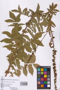 Agrimonia procera Wallr., Eastern Europe, Western region (E3) (Russia)