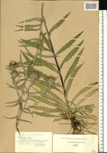 Carlina vulgaris L., Eastern Europe, Central region (E4) (Russia)